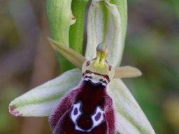 Ophrys_reinholdii_Double_pont_du_Gaidouras